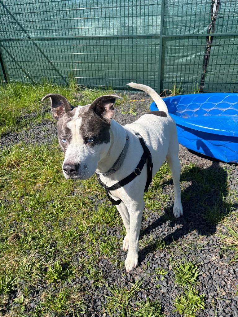 Enlarge Rock, a Adoptable mixed breed in St. Helens, OR image 6/6