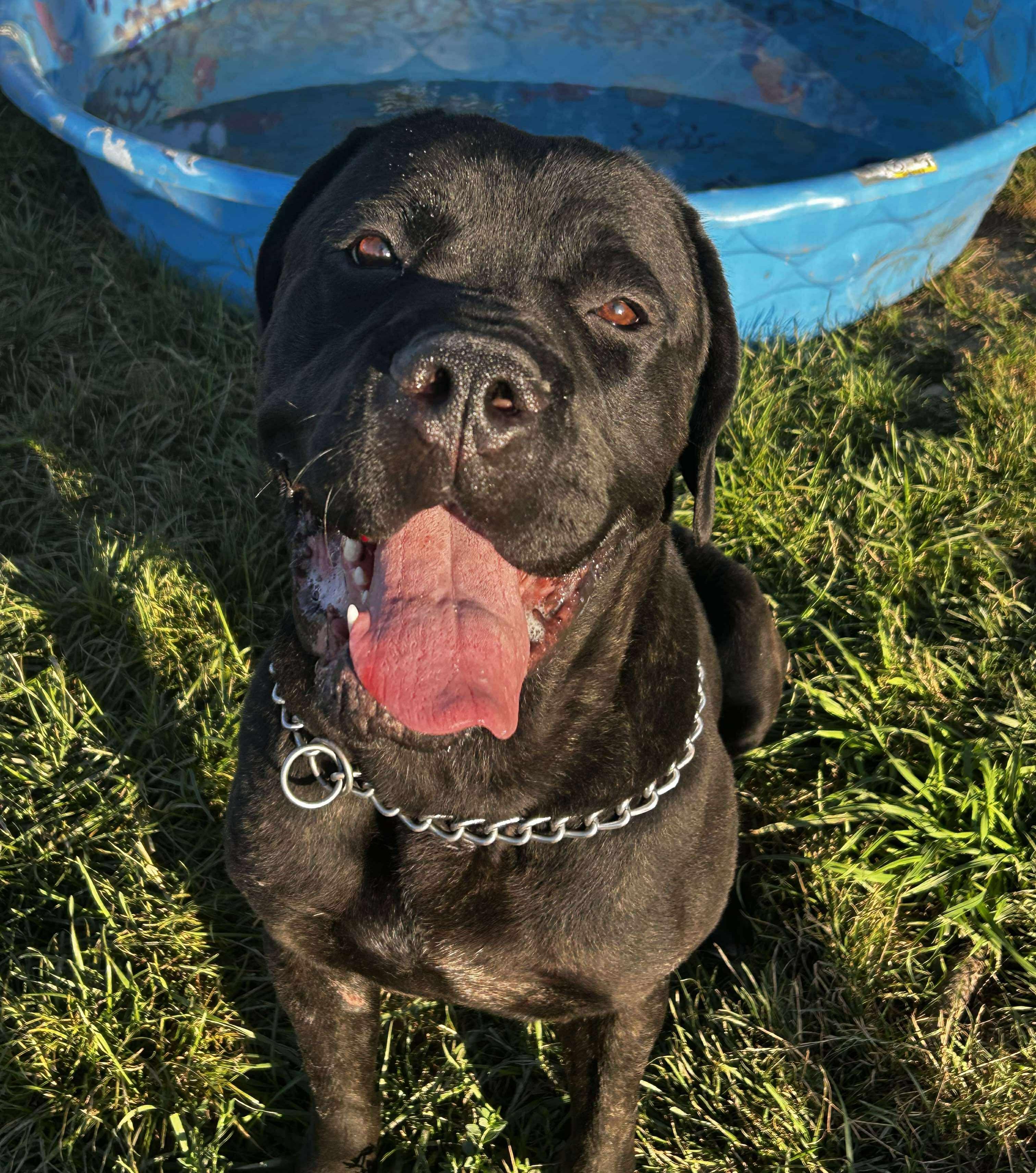Blitz, Adoptable, Young Male Cane Corso.
