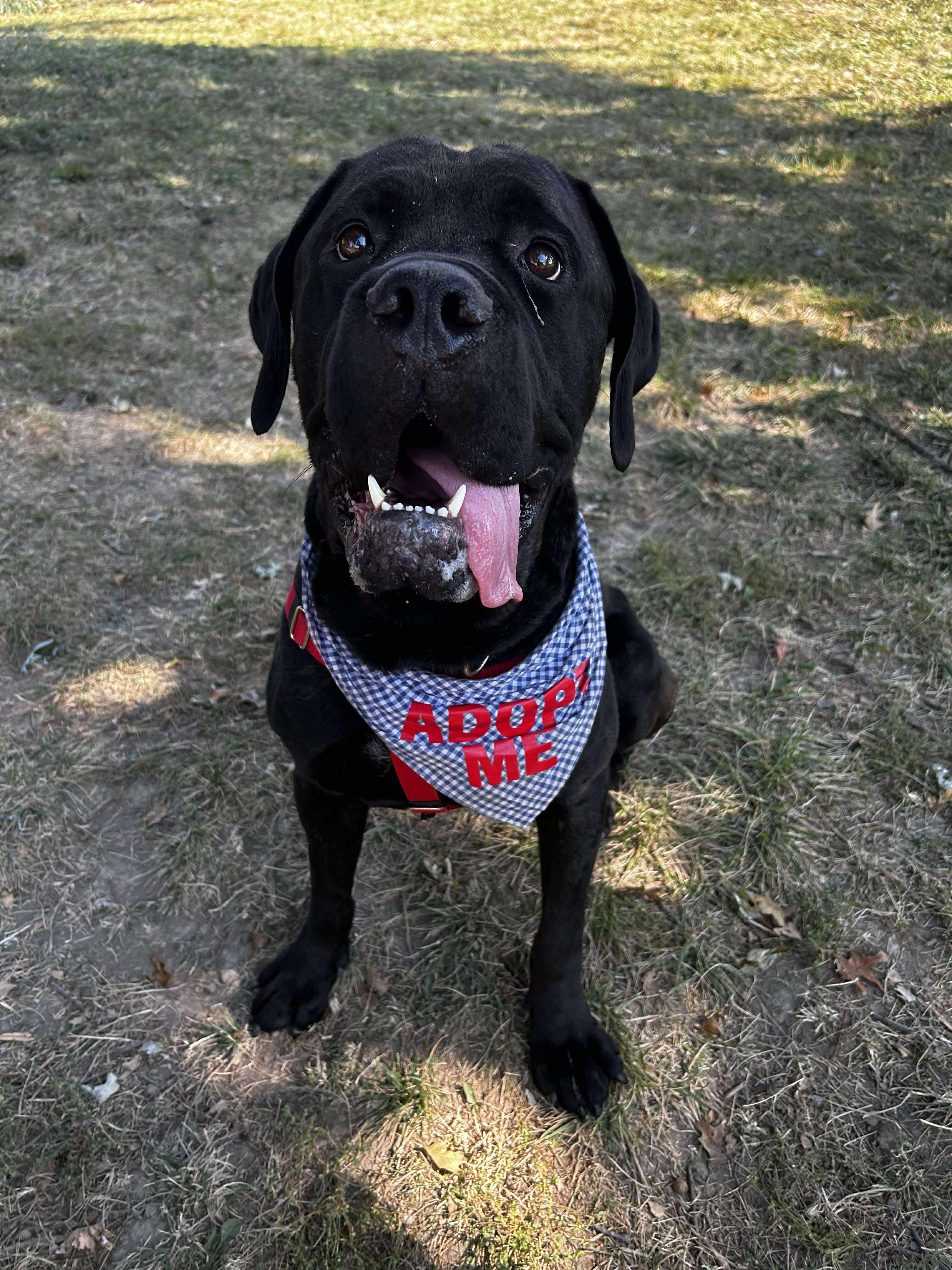 Blitz, a Adoptable Cane Corso in Brunswick, OH image 4/6