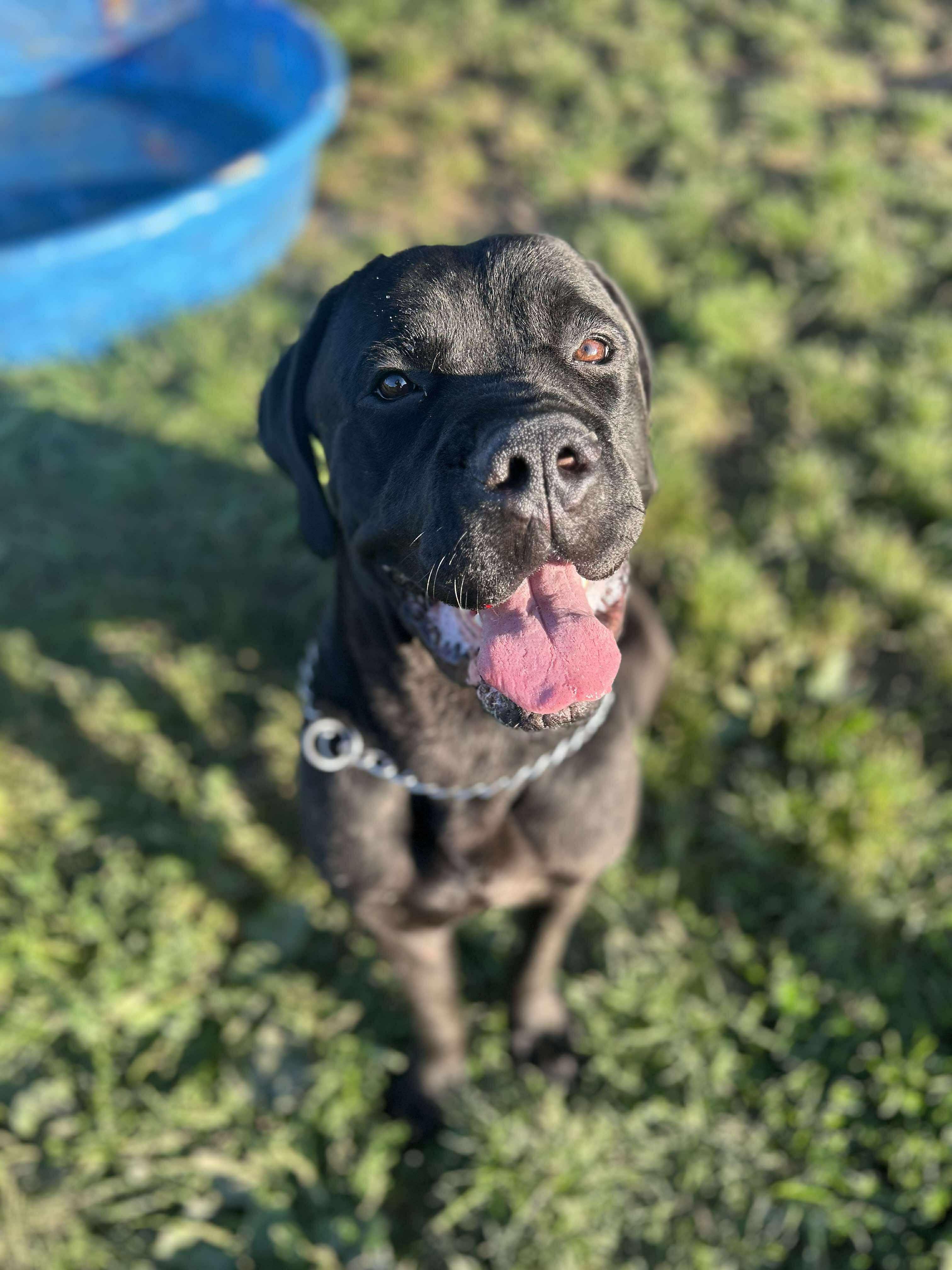 Blitz, a Adoptable Cane Corso in Brunswick, OH image 2/6