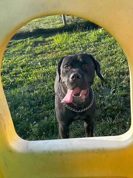 Blitz, a Adoptable Cane Corso in Brunswick, OH image 3/6