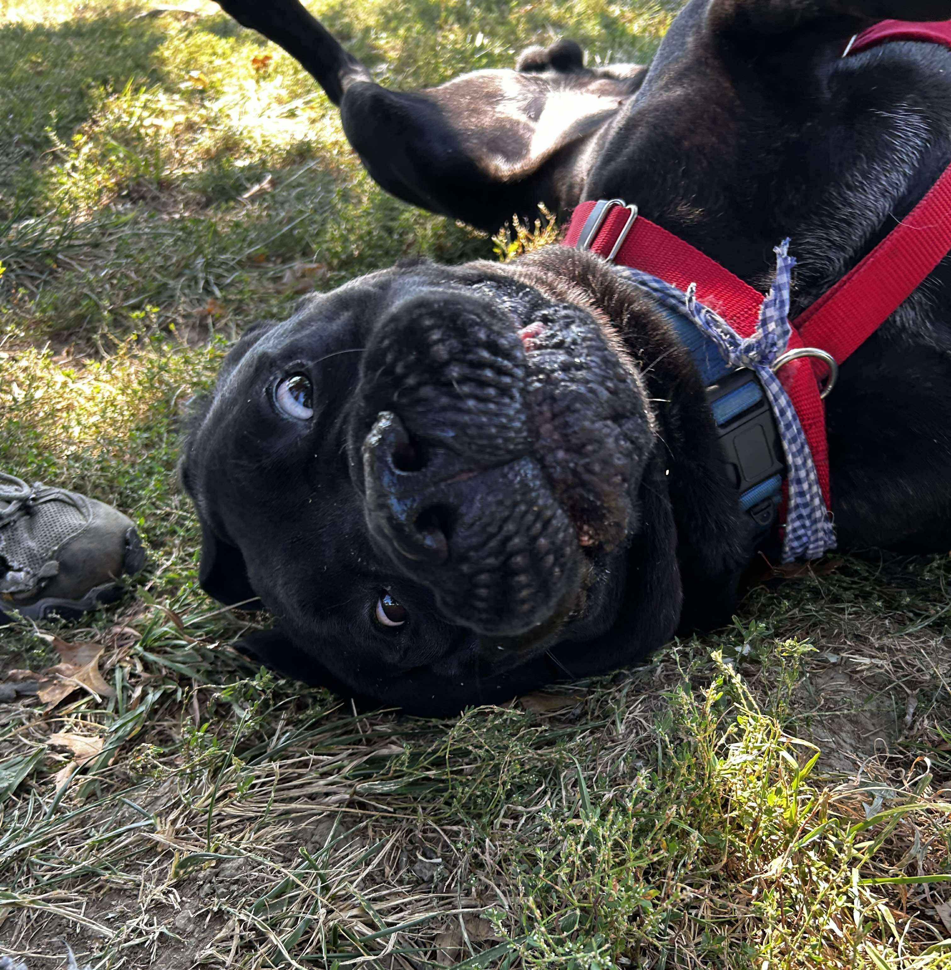 Blitz, a Adoptable Cane Corso in Brunswick, OH image 6/6