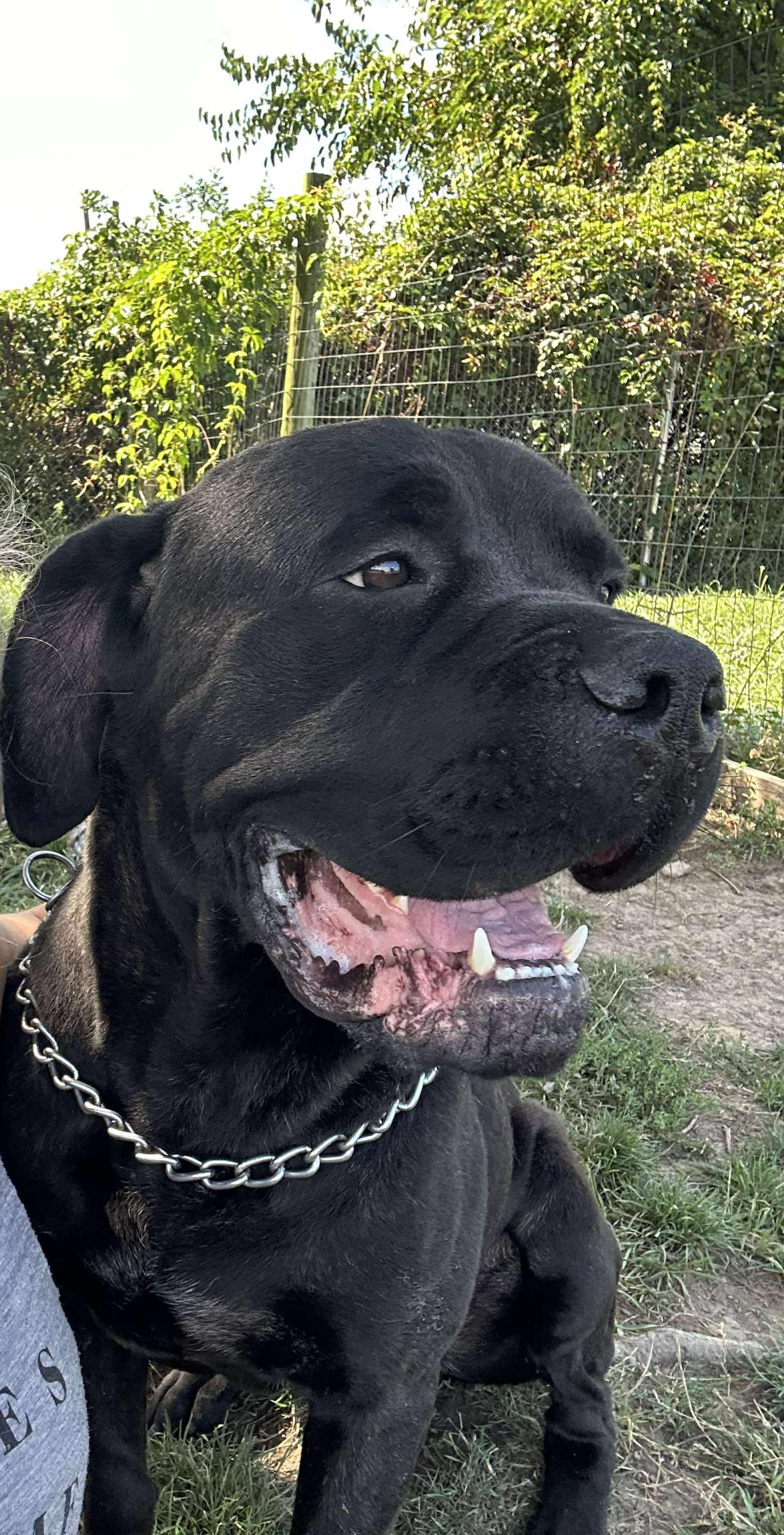 Blitz, a Adoptable Cane Corso in Brunswick, OH image 5/6