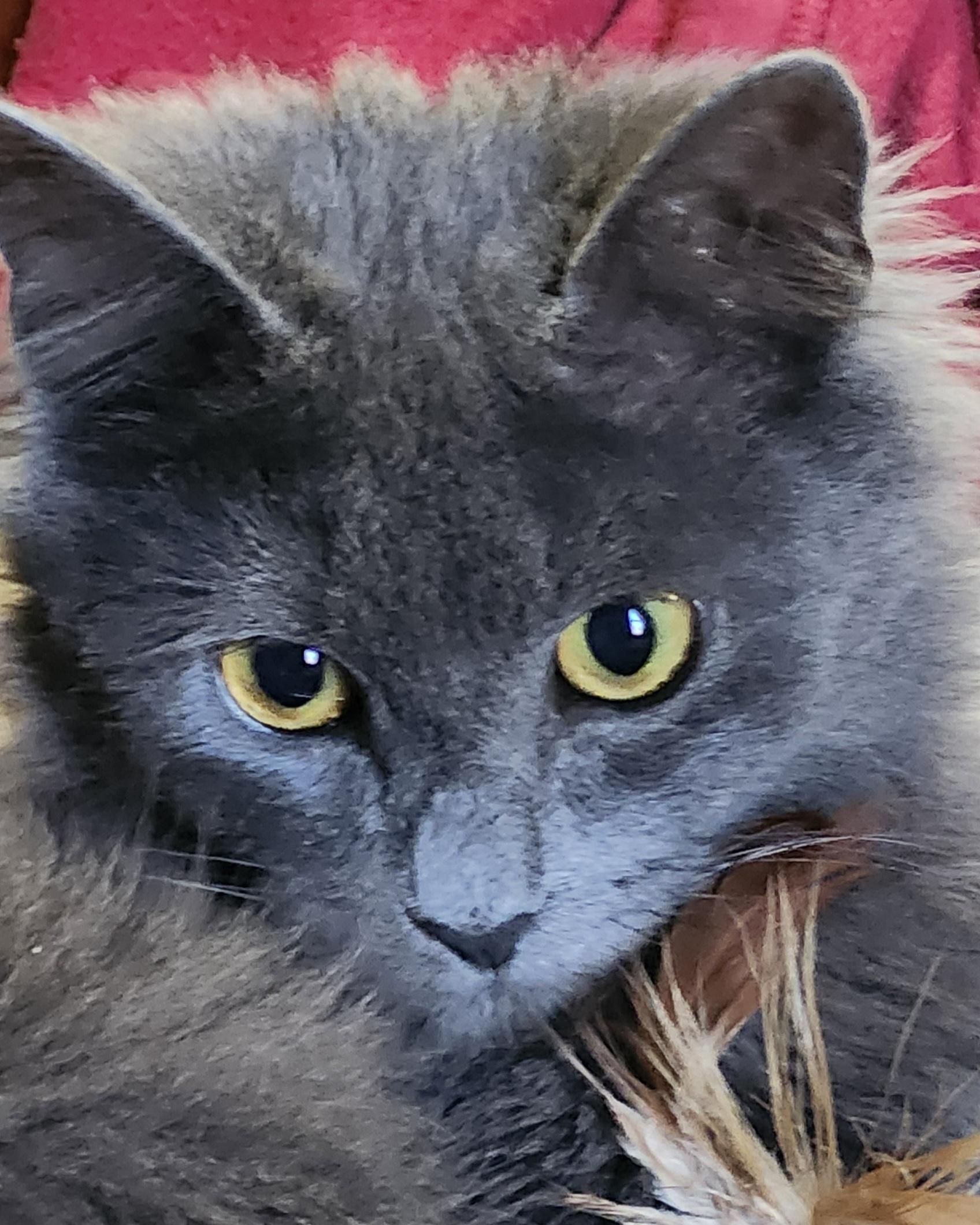 Noelle, Adopted, Young Female Domestic Medium Hair & Russian Blue.