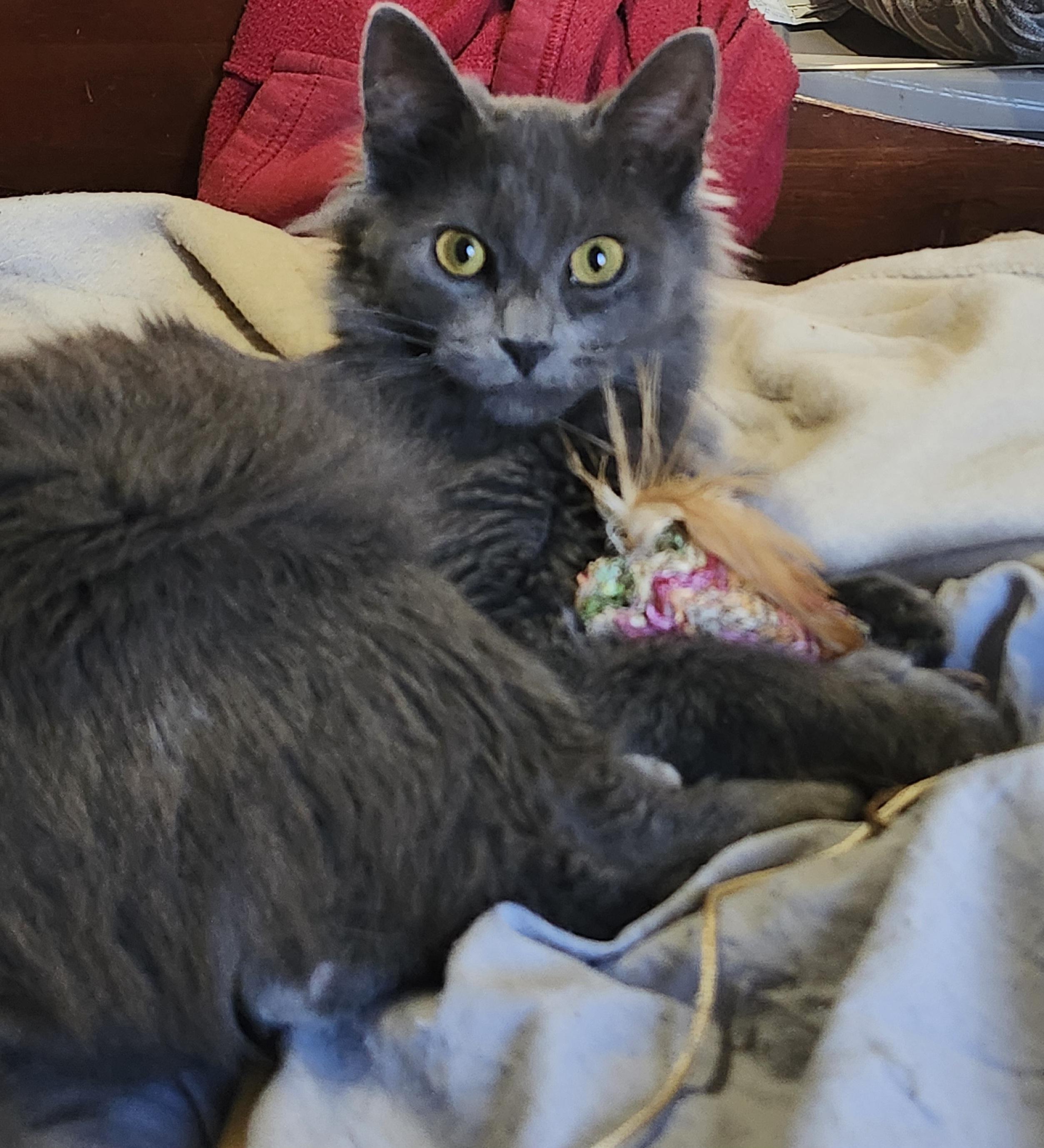 Enlarge Noelle, a Adopted mixed breed in Charlotte, NC image 3/3