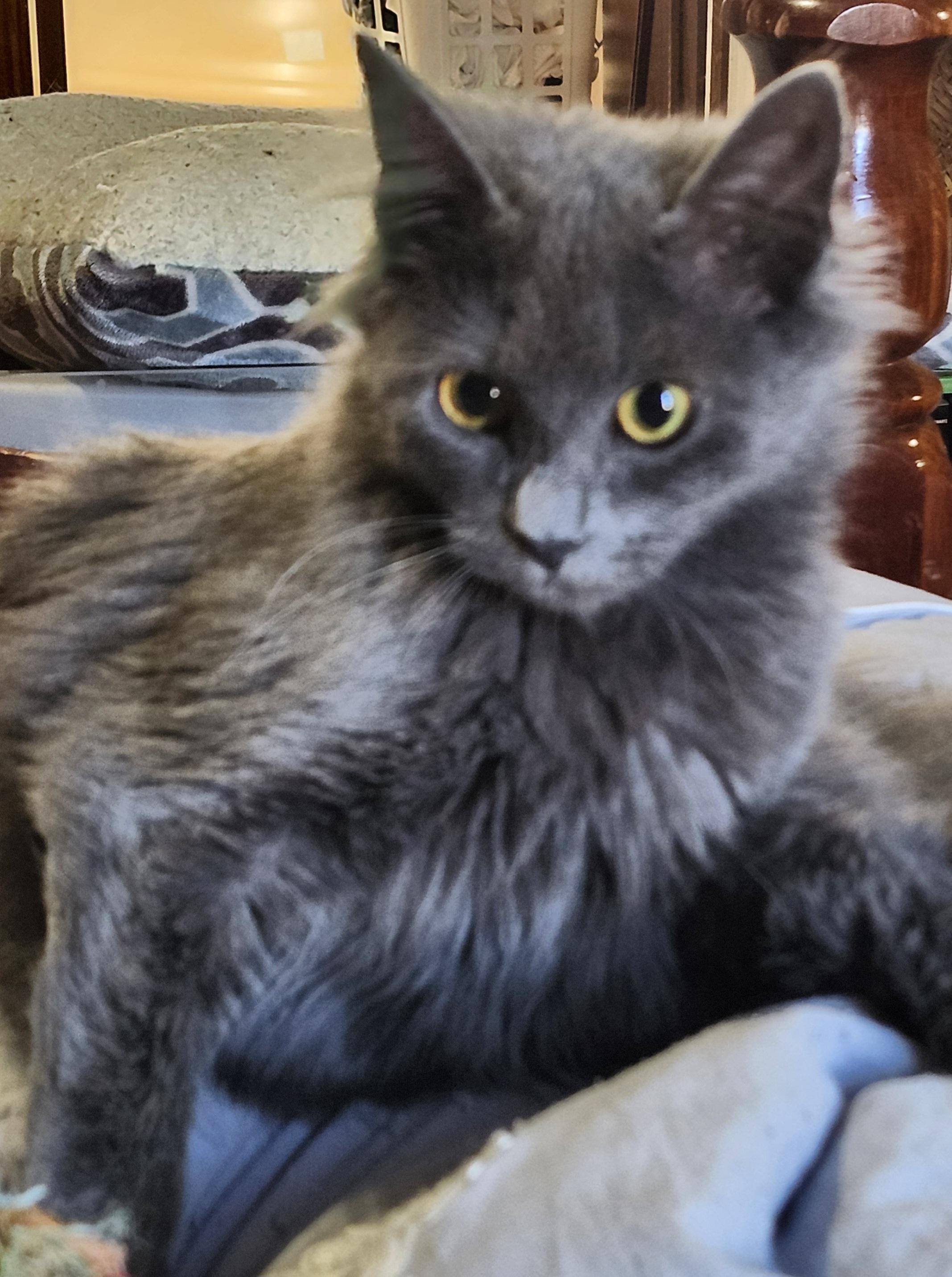 Enlarge Noelle, a Adopted mixed breed in Charlotte, NC image 2/3