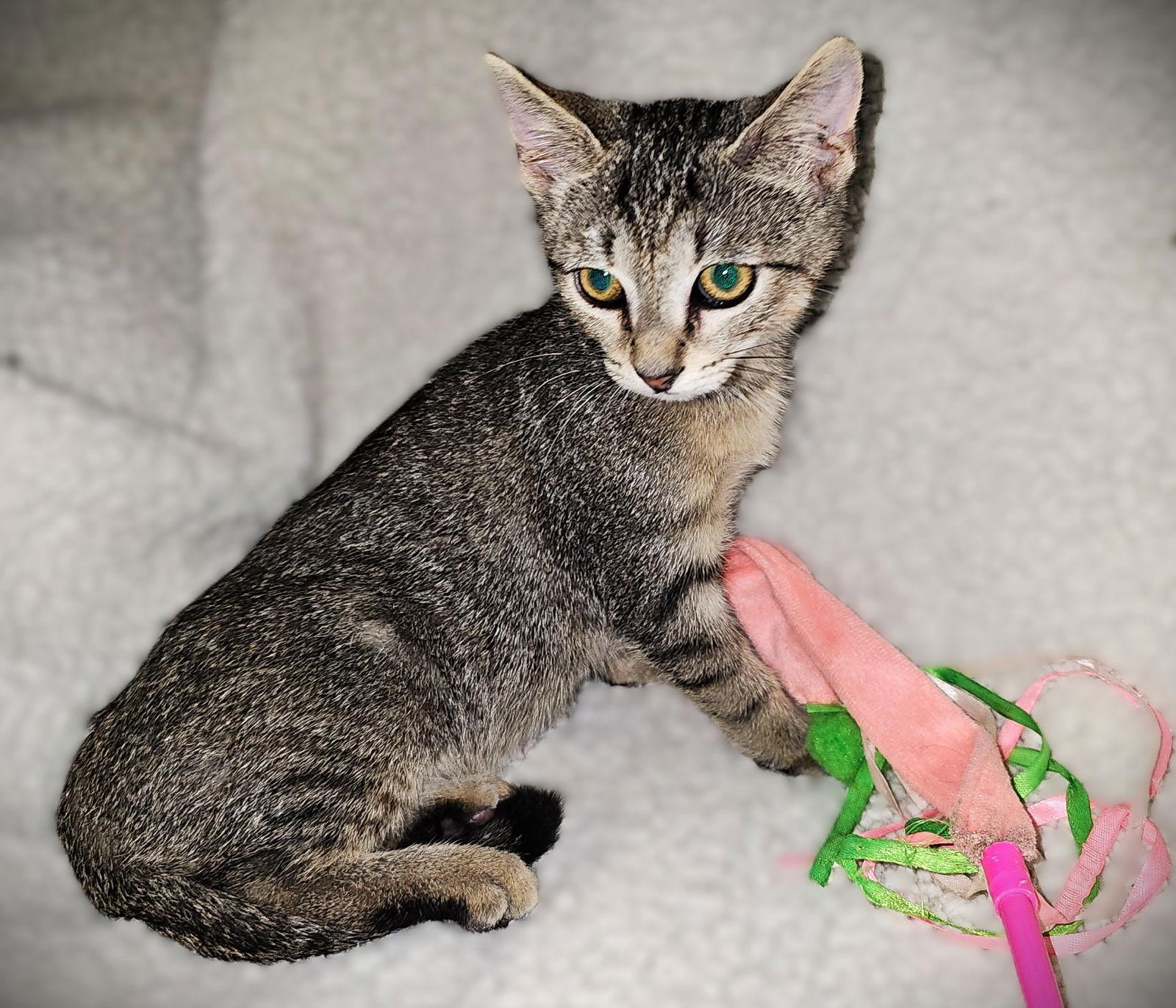 Jessie, Adoptable, Young Female Tabby.