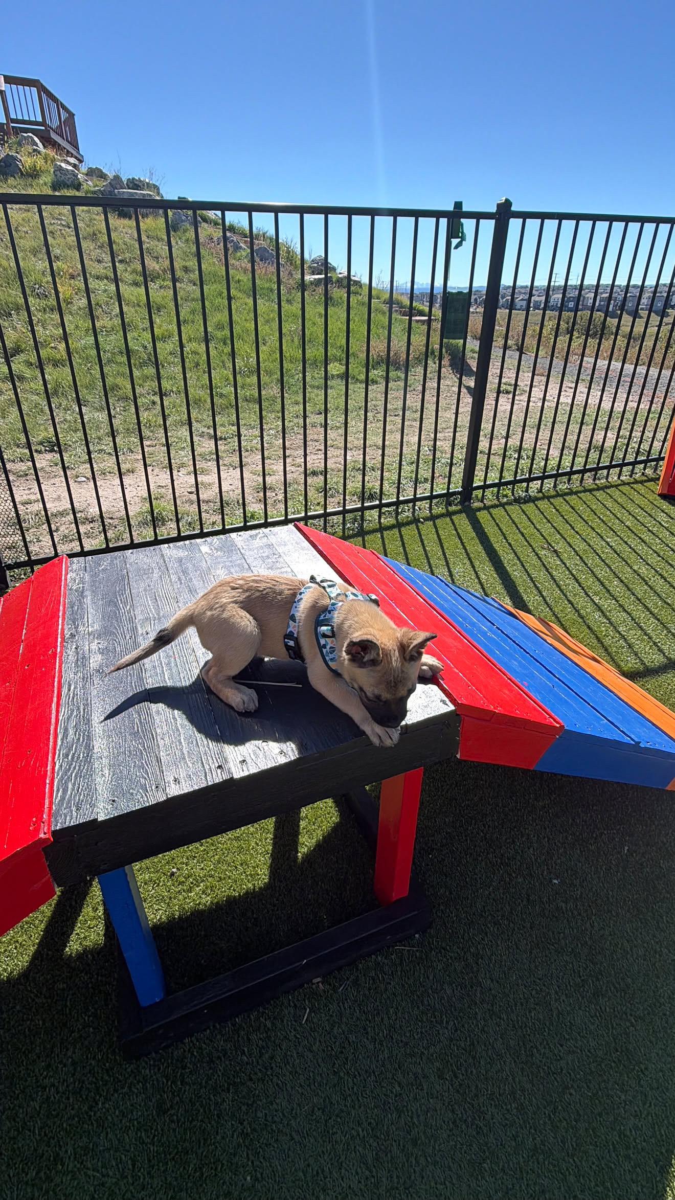 Enlarge Soren, a Adoptable mixed breed in Commerce City, CO image 5/5