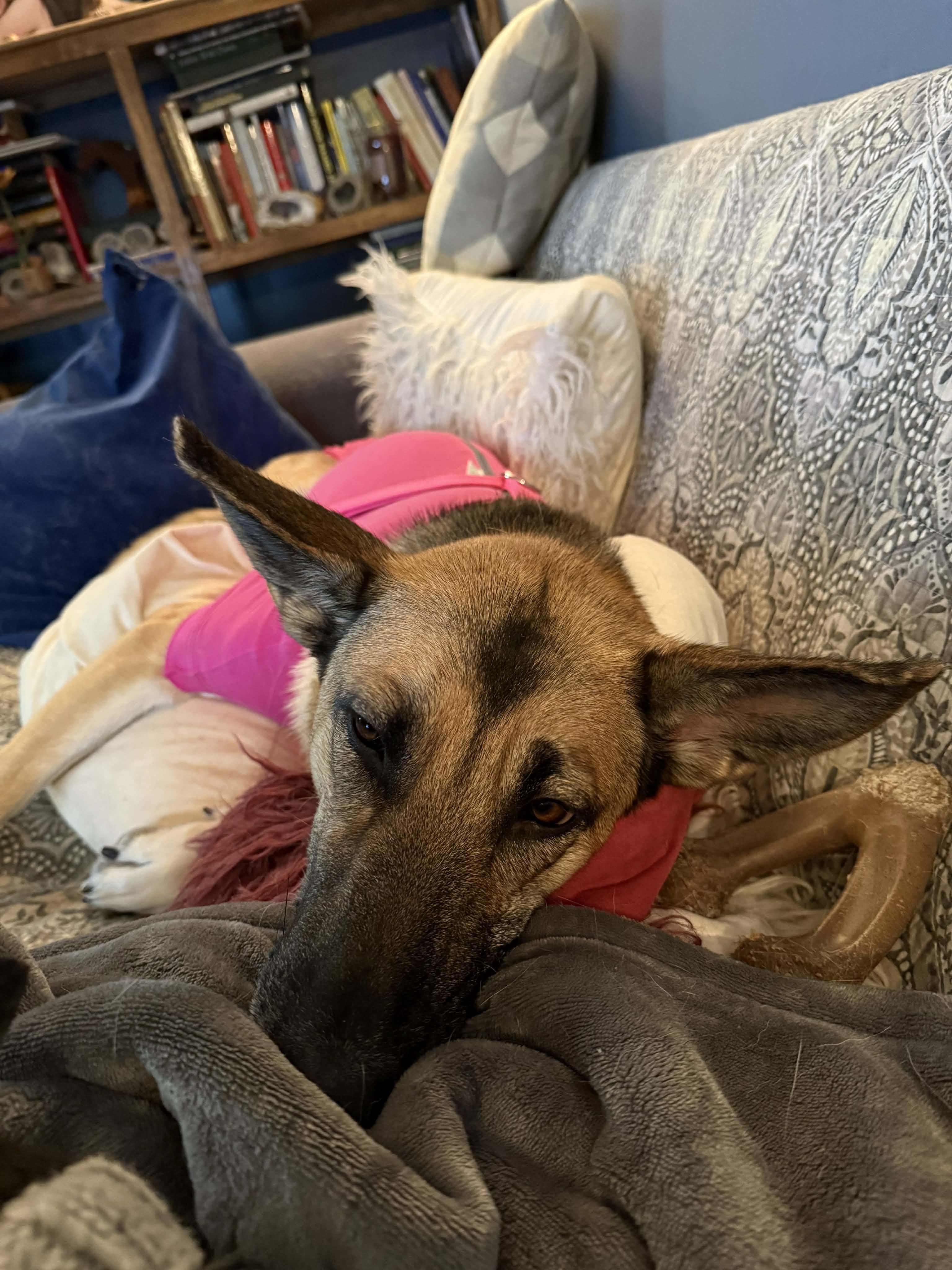 Enlarge Penny, an adopted mixed breed in Campobello, SC image 6/6