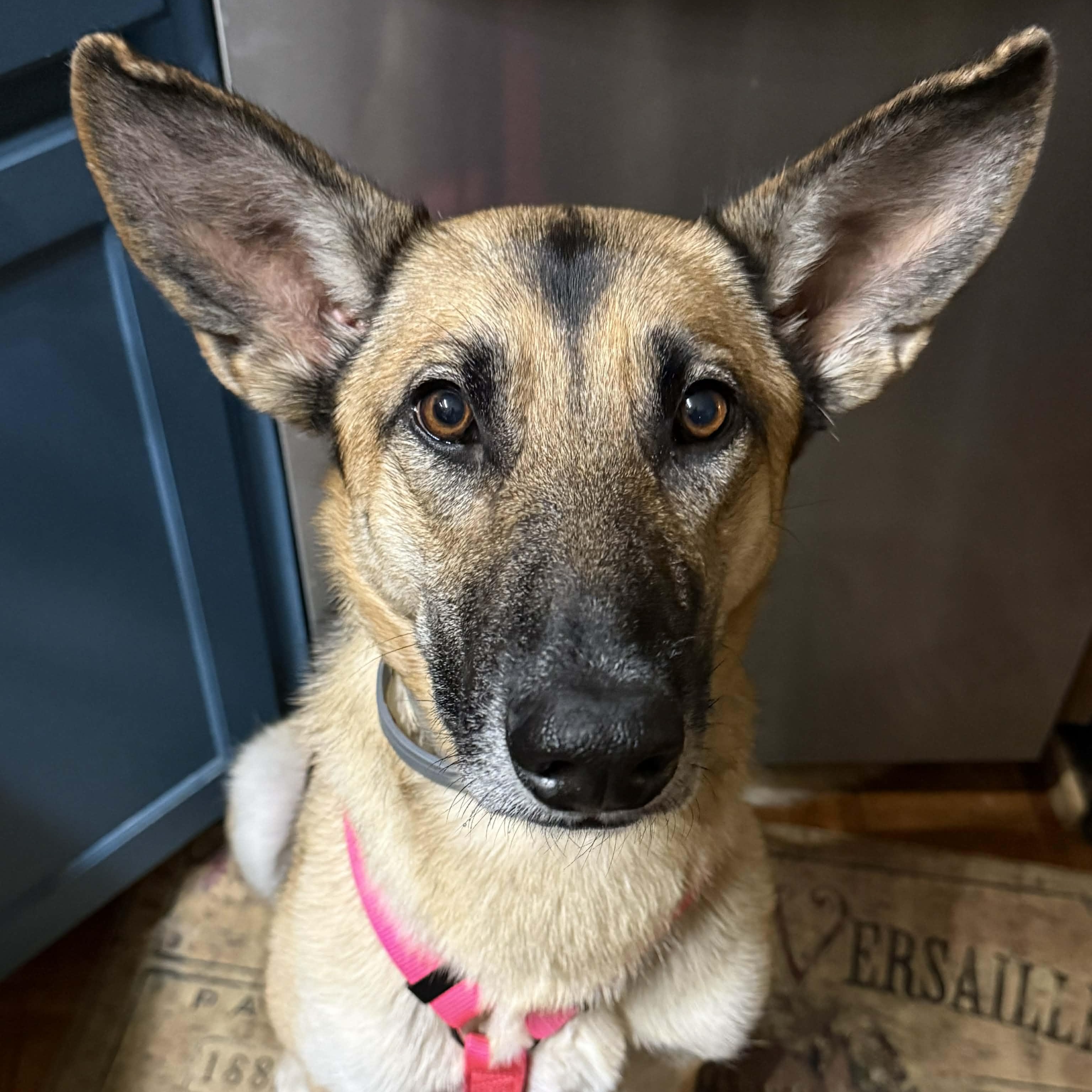 Penny, Adoptable, Adult Female Belgian Shepherd / Malinois & German Shepherd Dog.