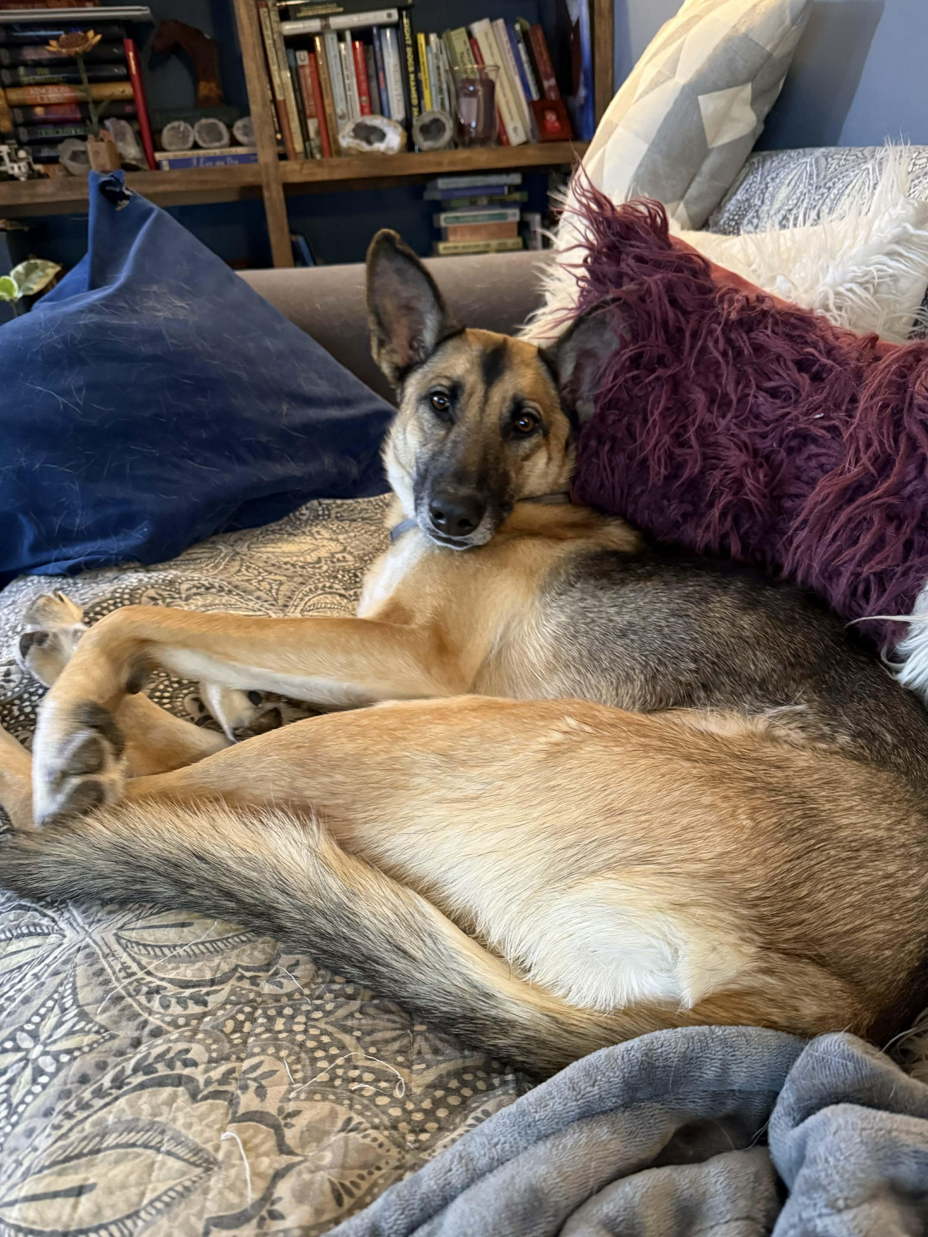 Enlarge Penny, an adopted mixed breed in Campobello, SC image 5/6