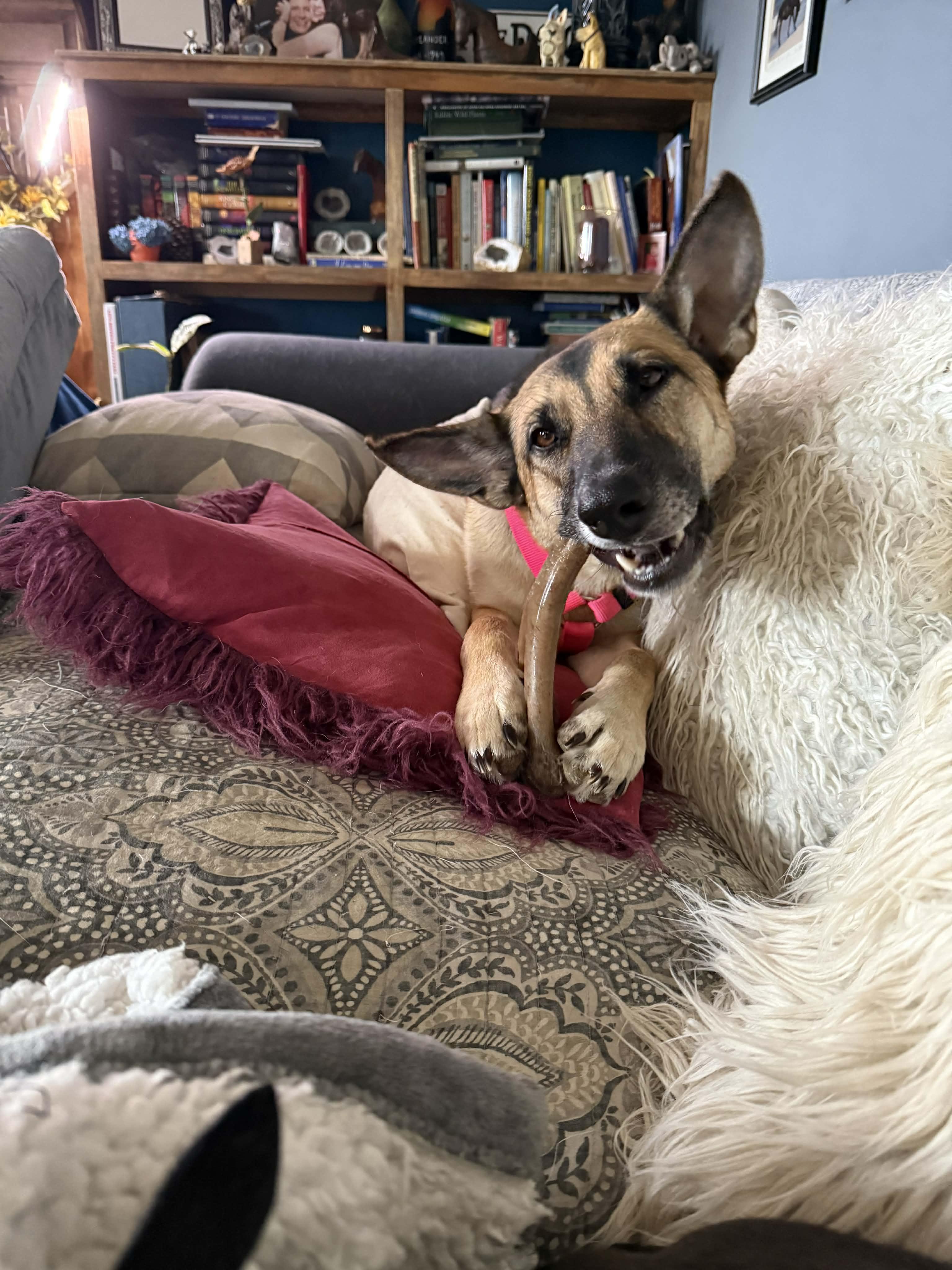 Enlarge Penny, a Adoptable mixed breed in Campobello, SC image 3/4