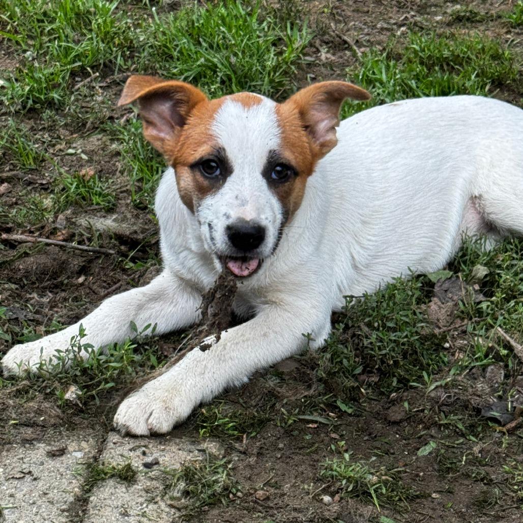 NY Argentina (Foster in Yorktown Heights), Adoptable, Puppy Female Mixed Breed.