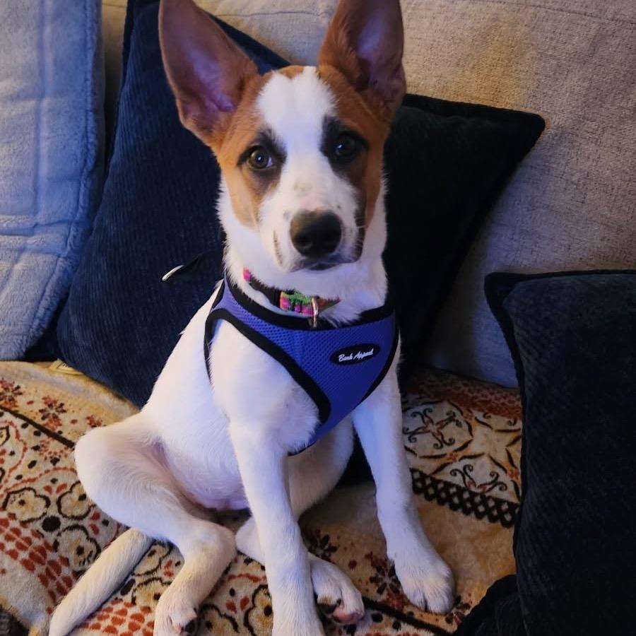 Enlarge NY Argentina (Foster in Yorktown Heights), a Adoptable Mixed Breed in Stormville, NY image 3/6