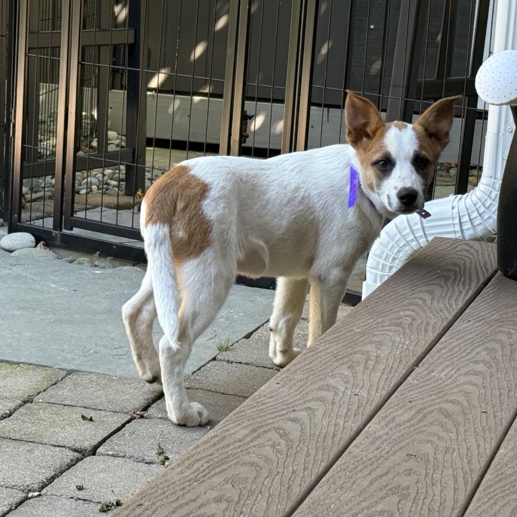 Enlarge NY Argentina (Foster in Yorktown Heights), a Adoptable Mixed Breed in Stormville, NY image 4/6