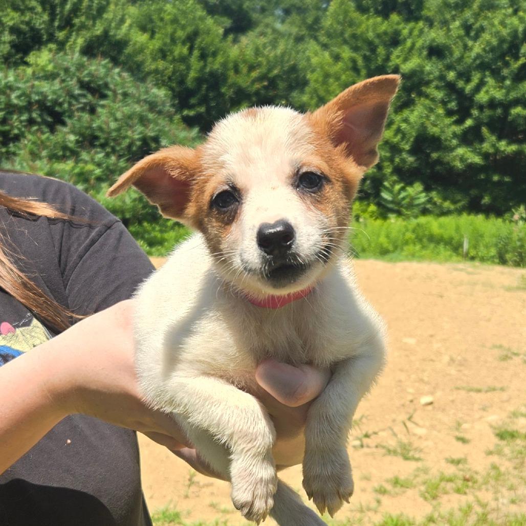 Enlarge NY Argentina (Foster in Yorktown Heights), a Adoptable Mixed Breed in Stormville, NY image 5/6