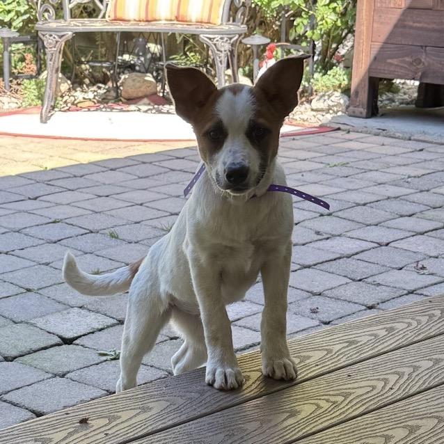 Enlarge NY Argentina (Foster in Yorktown Heights), a Adoptable Mixed Breed in Stormville, NY image 6/6