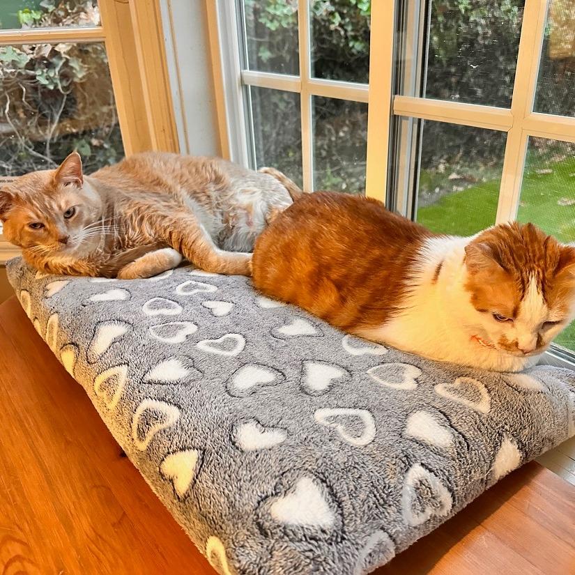 Popcorn — thumbnail 2