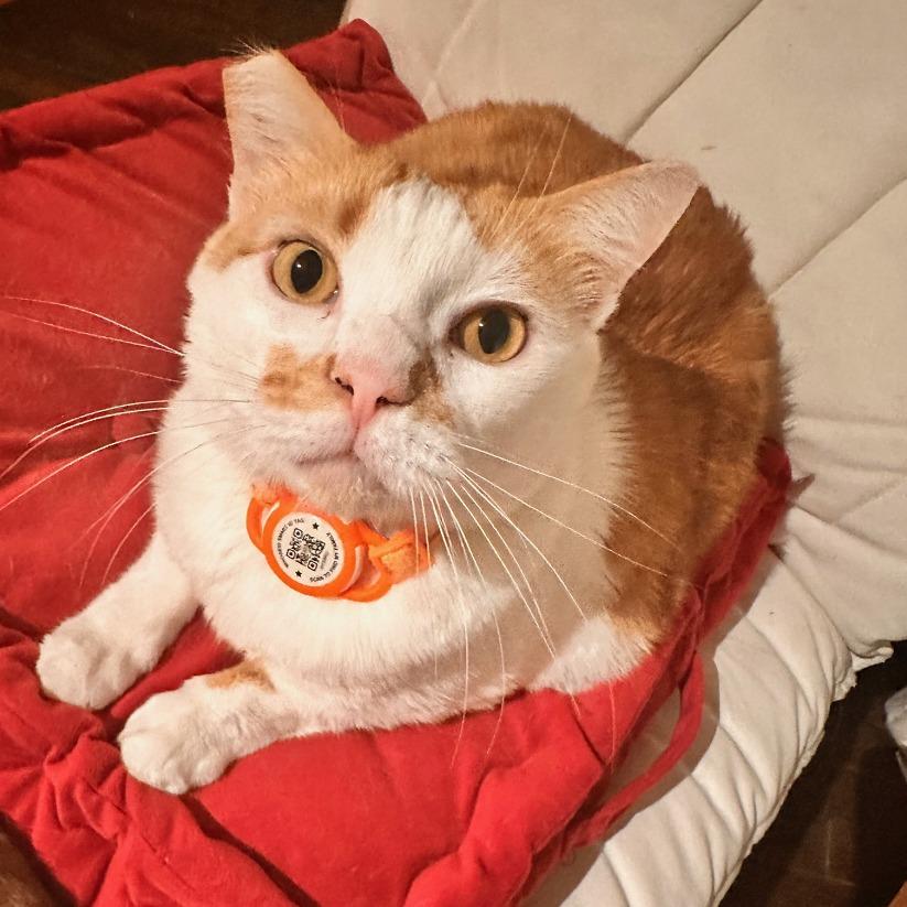 Popcorn — thumbnail 3