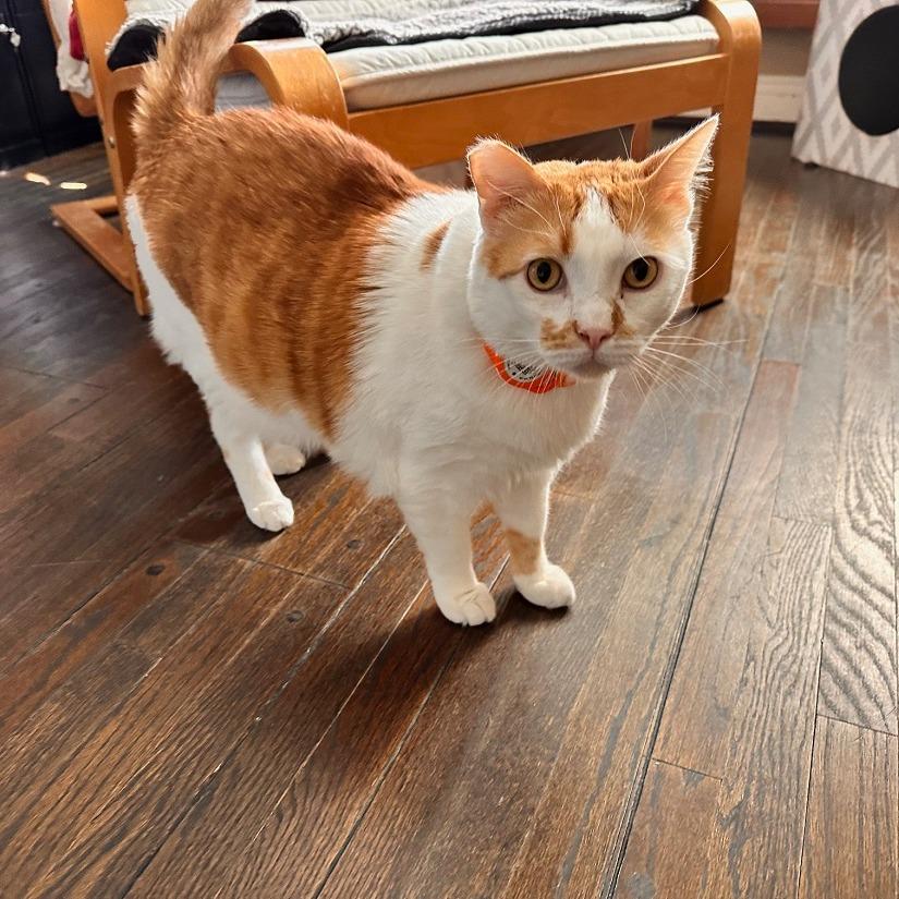 Popcorn — thumbnail 4