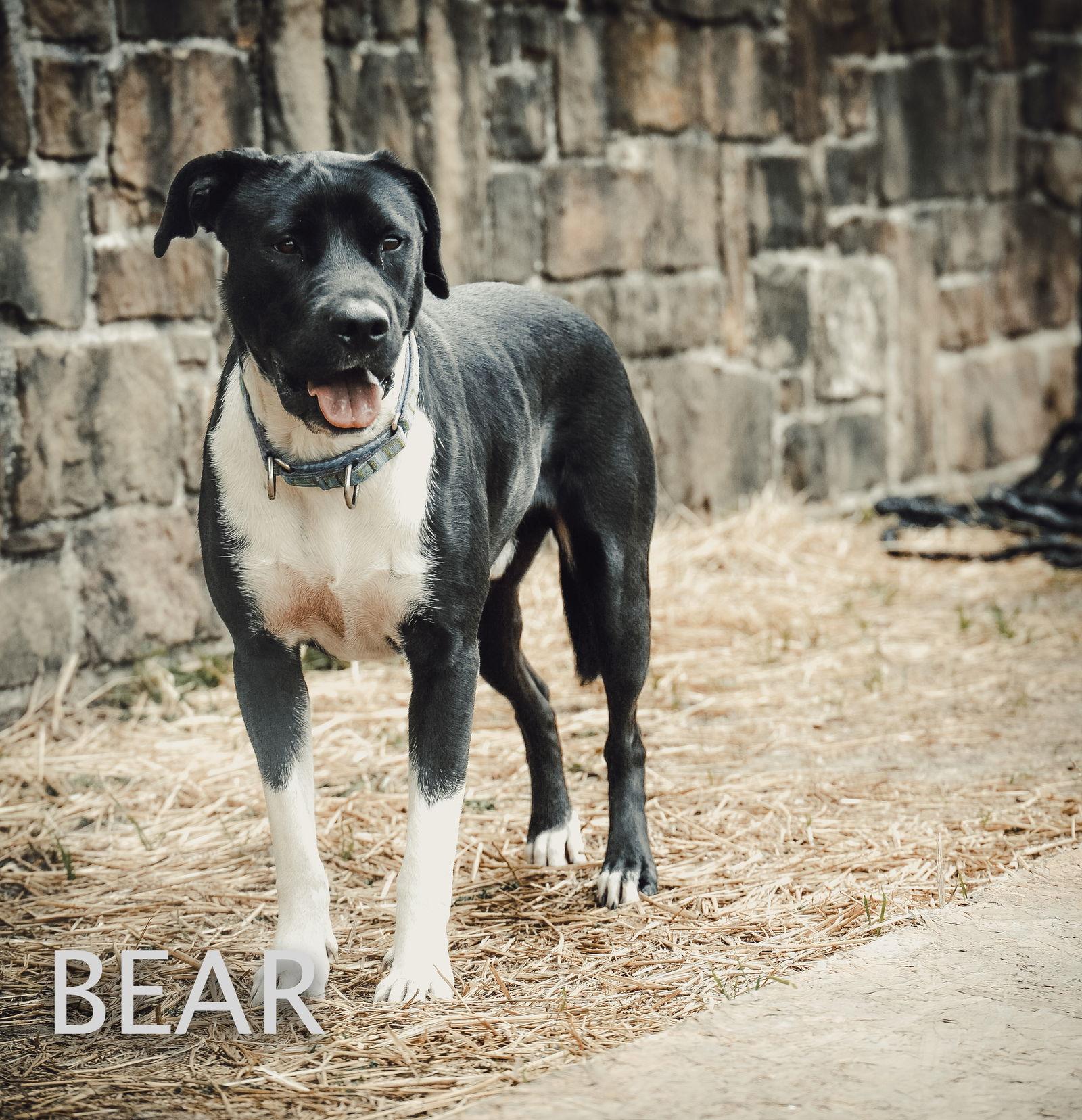 Bear, Adoptable, Adult Male Labrador Retriever & Pit Bull Terrier.
