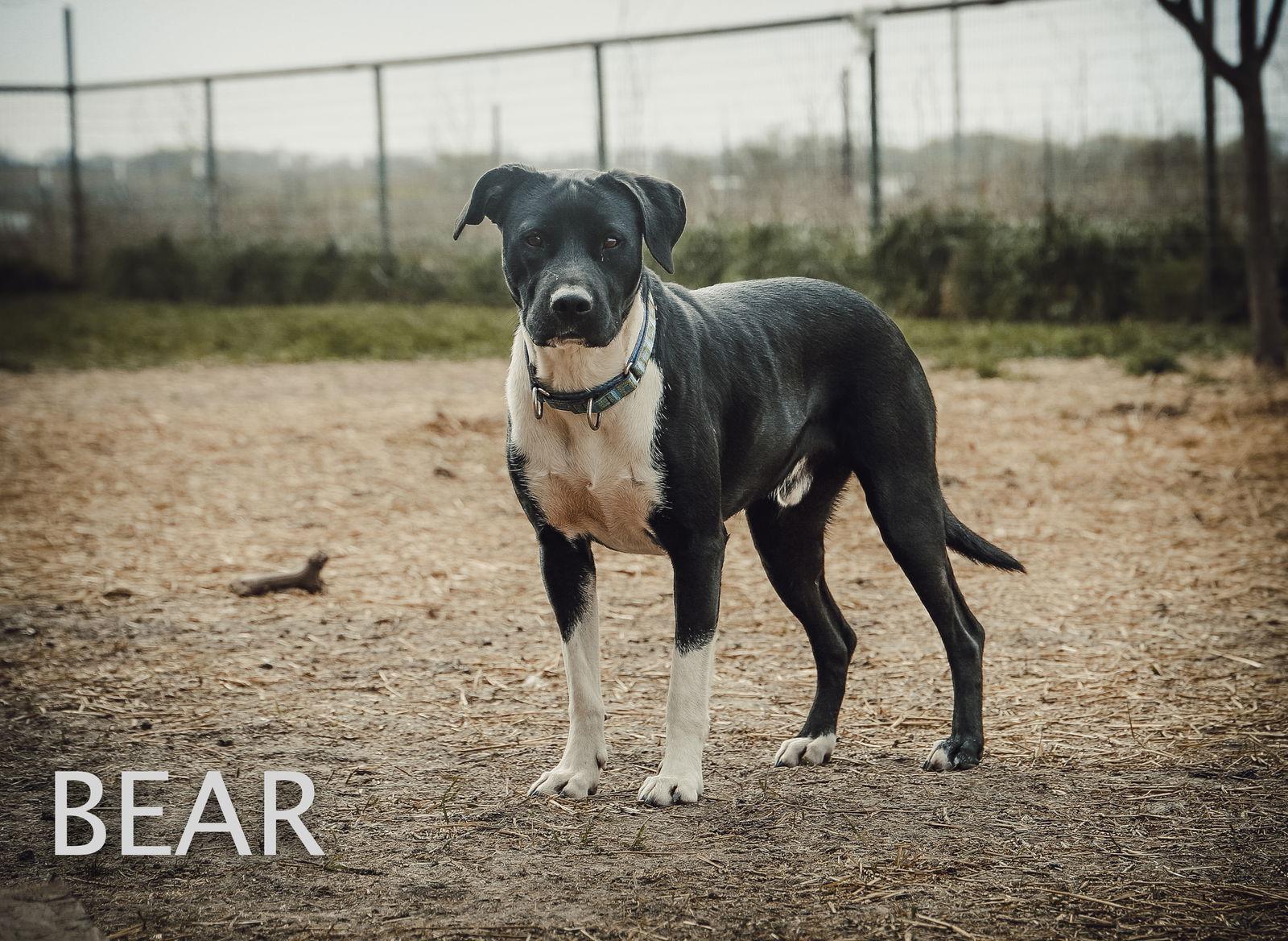 Enlarge Bear, a Adoptable mixed breed in Dallas, TX image 2/3