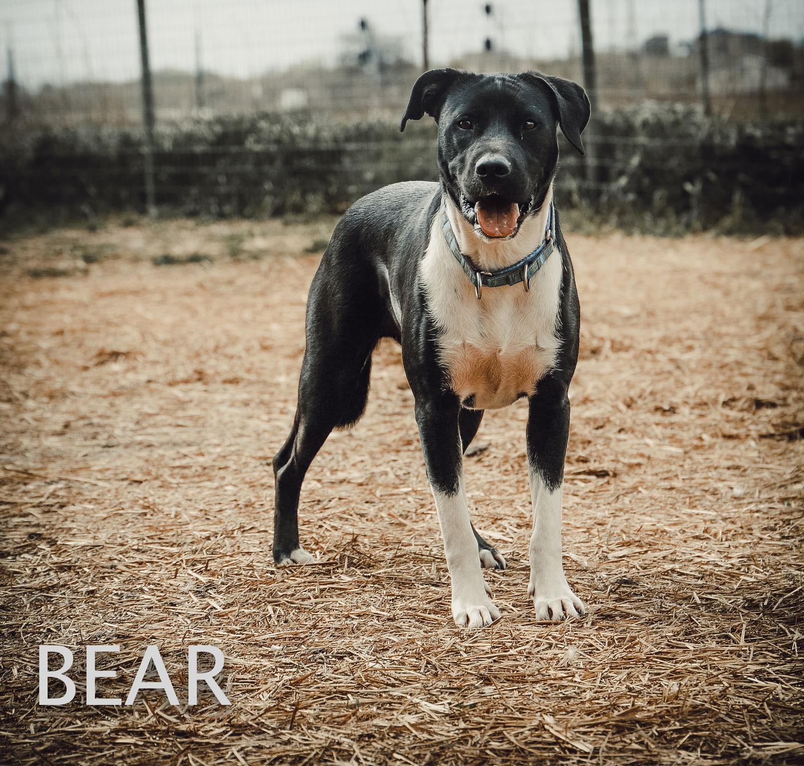 Enlarge Bear, a Adoptable mixed breed in Dallas, TX image 3/3