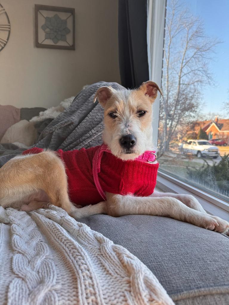 Sporty, Adoptable, Young Female Terrier.