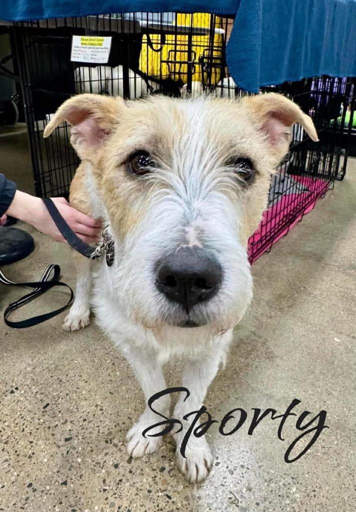 Enlarge Sporty, a Adoptable mixed breed in West Bloomfield, MI image 2/6