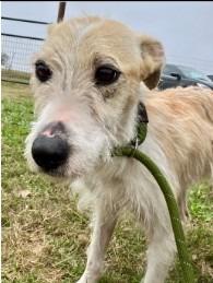 Enlarge Sporty, a Adoptable mixed breed in West Bloomfield, MI image 3/6