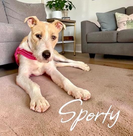Enlarge Sporty, a Adoptable mixed breed in West Bloomfield, MI image 4/6