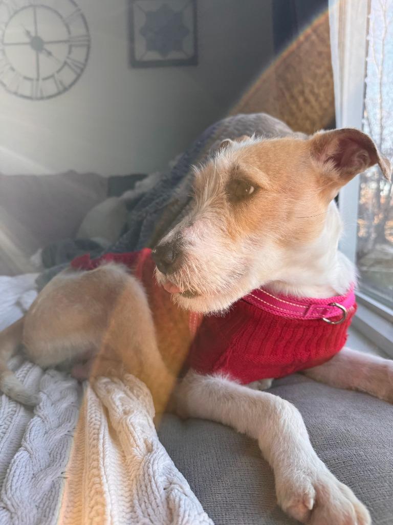 Enlarge Sporty, a Adoptable mixed breed in West Bloomfield, MI image 5/6