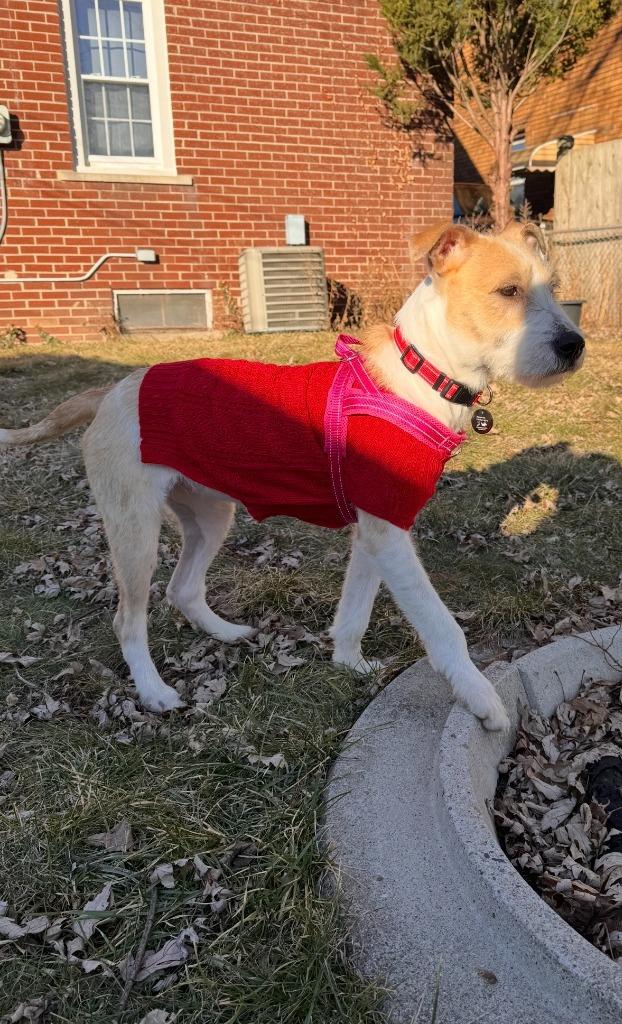 Enlarge Sporty, a Adoptable mixed breed in West Bloomfield, MI image 6/6