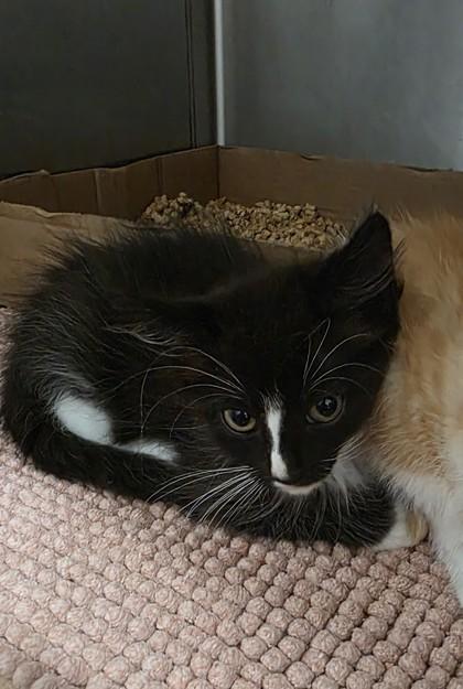 Purrlock, Adoptable, Kitten Female Domestic Medium Hair & Domestic Short Hair.