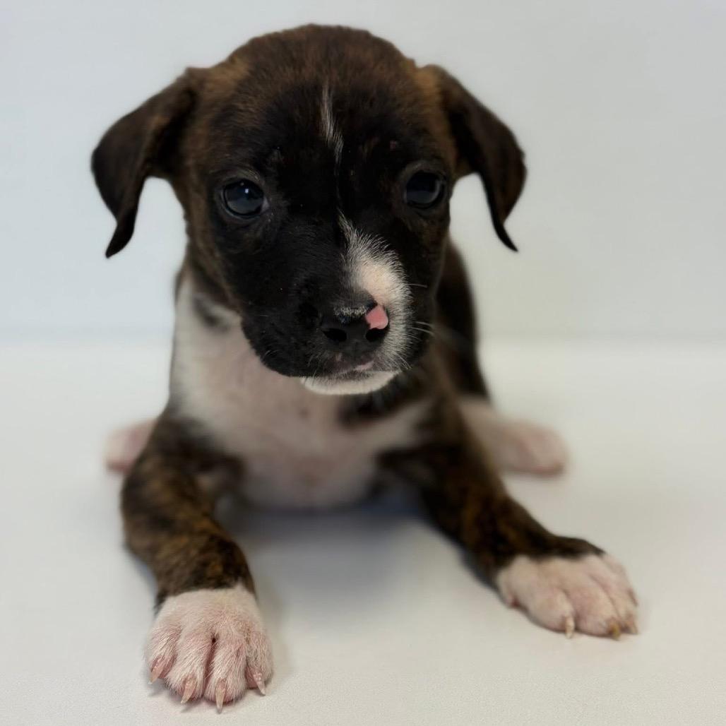 Tiki Summer, a Adoptable Labrador Retriever in Allen, TX image 1/6