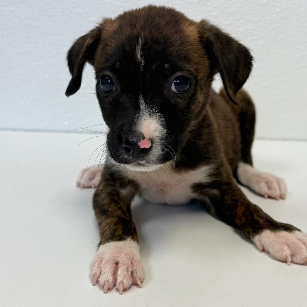 Tiki Summer, a Adoptable Labrador Retriever in Allen, TX image 2/6