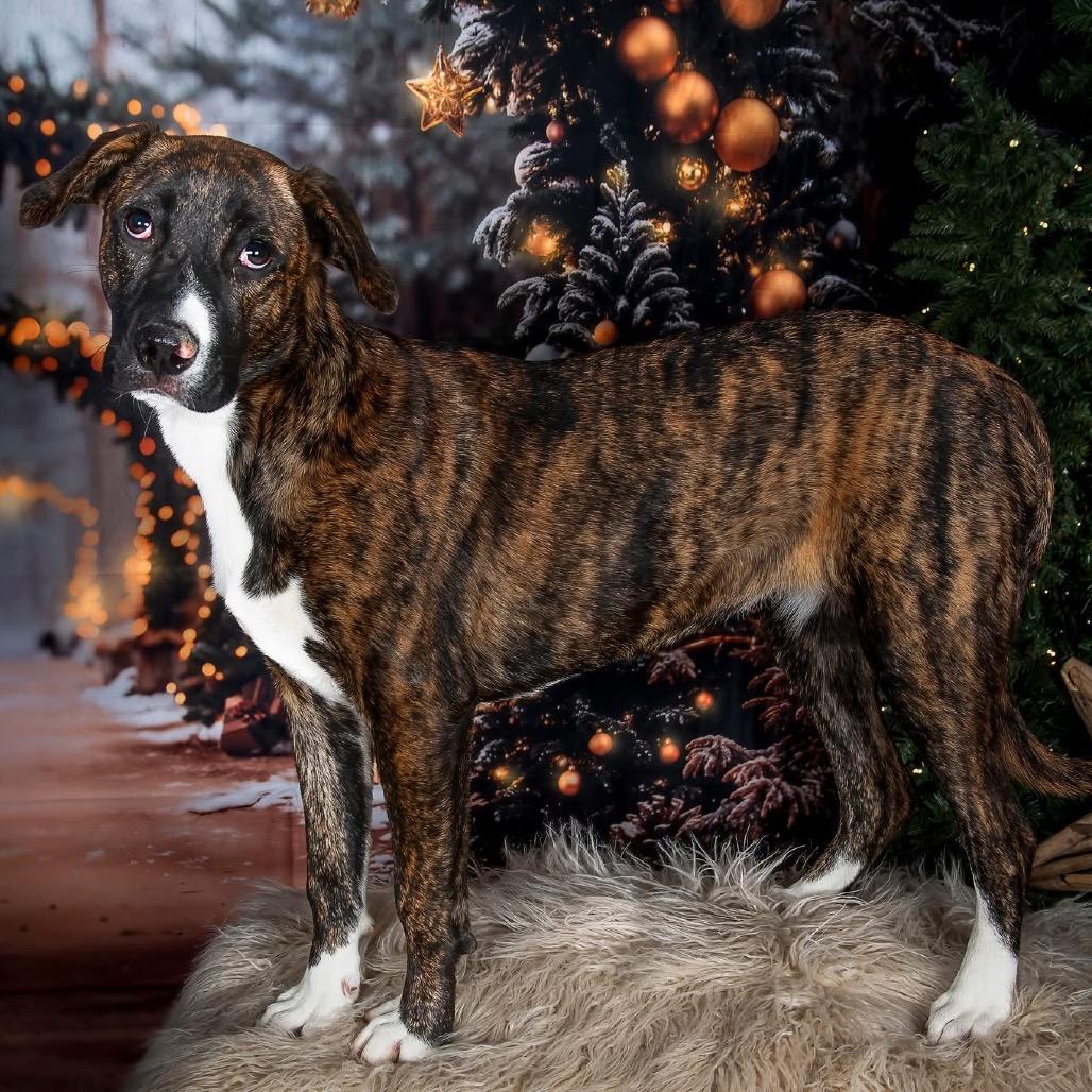 Tiki Summer, a Adoptable Labrador Retriever in Allen, TX image 3/6