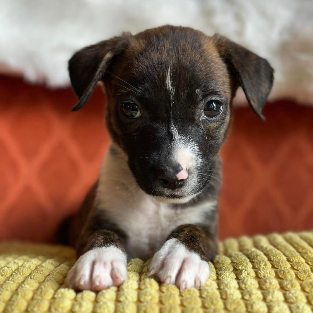 Tiki Summer, a Adoptable Labrador Retriever in Allen, TX image 4/6