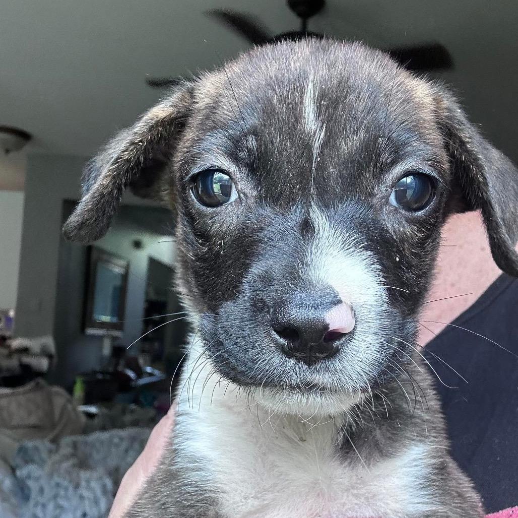 Tiki Summer, a Adoptable Labrador Retriever in Allen, TX image 5/6