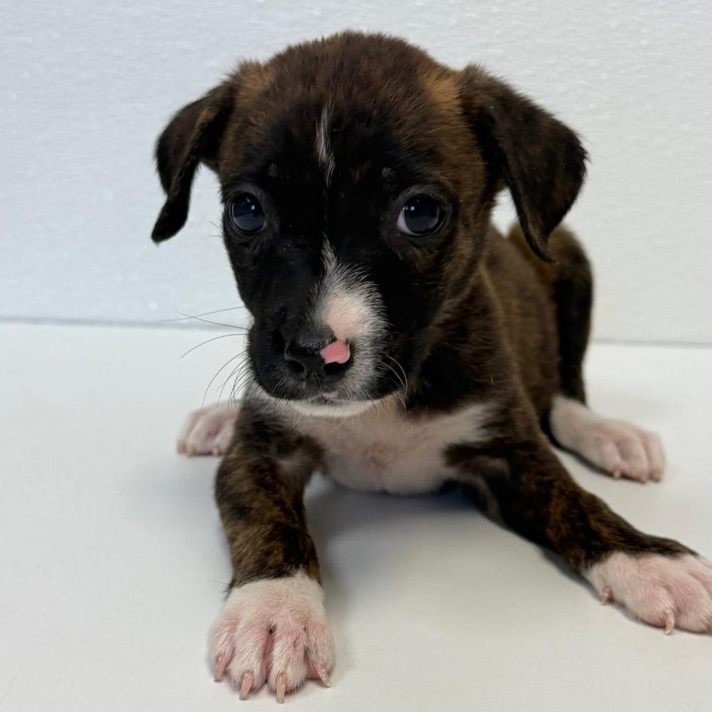Tiki Summer, a Adoptable Labrador Retriever in Allen, TX image 6/6