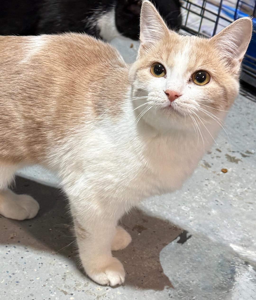 Enlarge CHERRY, a Adoptable Domestic Short Hair in Gresham, WI image 1/1