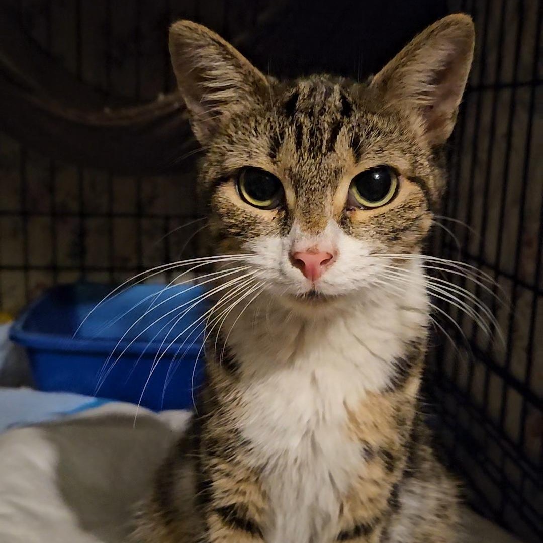 Kira N. — A Gentle Love Bug, adopted, Young Female American Shorthair.