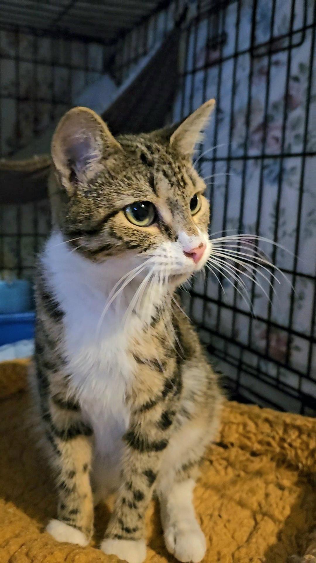 Enlarge Kira N. — A Gentle Love Bug, an adopted American Shorthair in New York, NY image 5/6