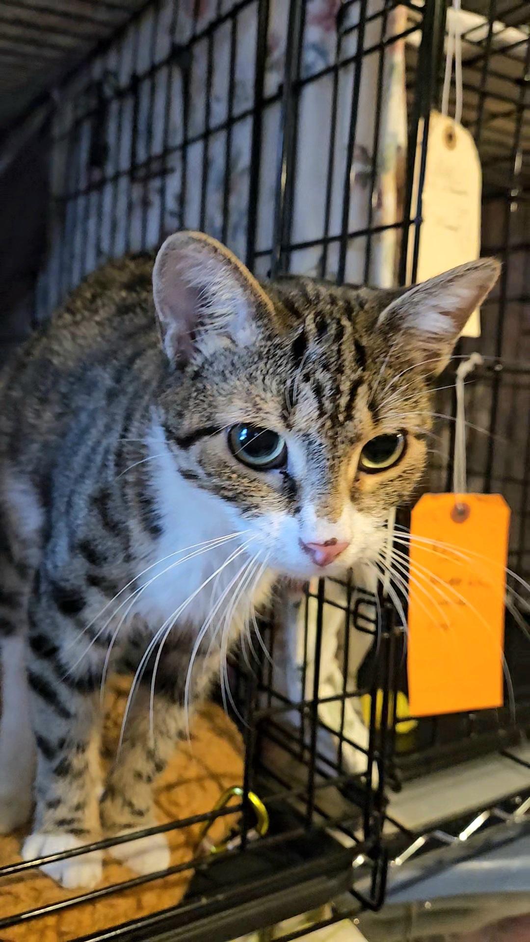 Enlarge Kira N. — A Gentle Love Bug, an adopted American Shorthair in New York, NY image 6/6