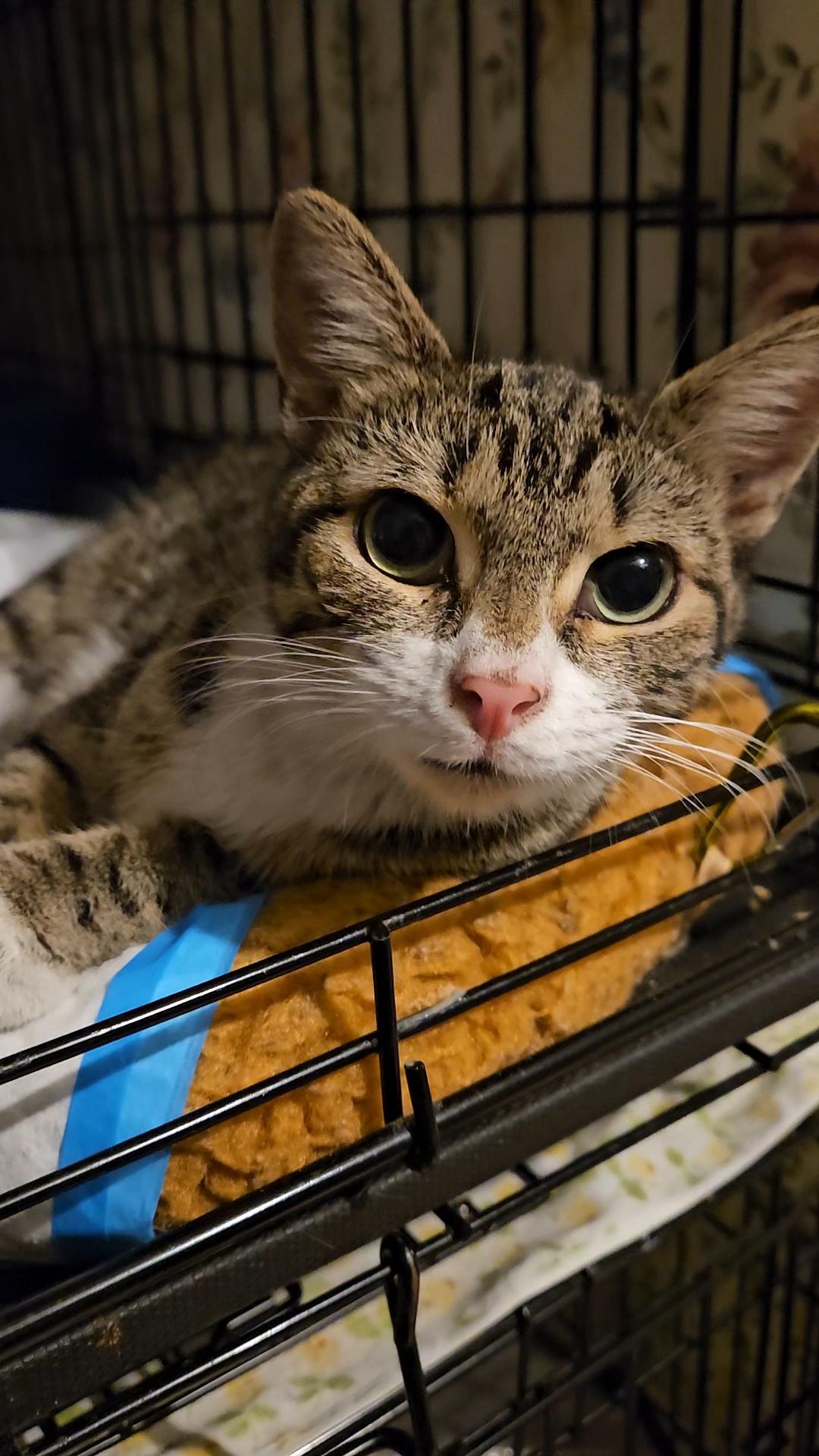 Enlarge Kira N. — A Gentle Love Bug, an adopted American Shorthair in New York, NY image 3/6