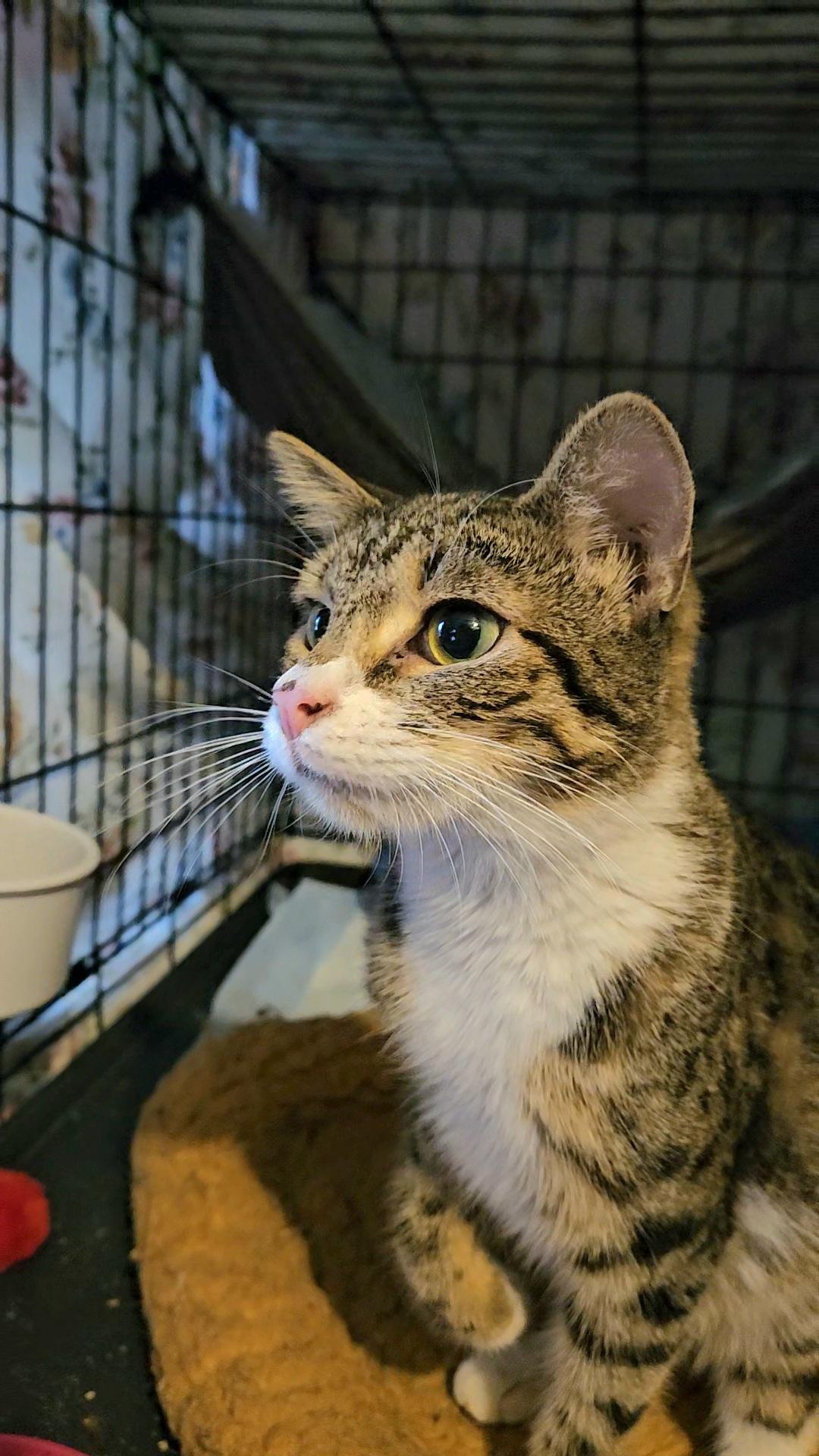 Enlarge Kira N. — A Gentle Love Bug, an adopted American Shorthair in New York, NY image 4/6