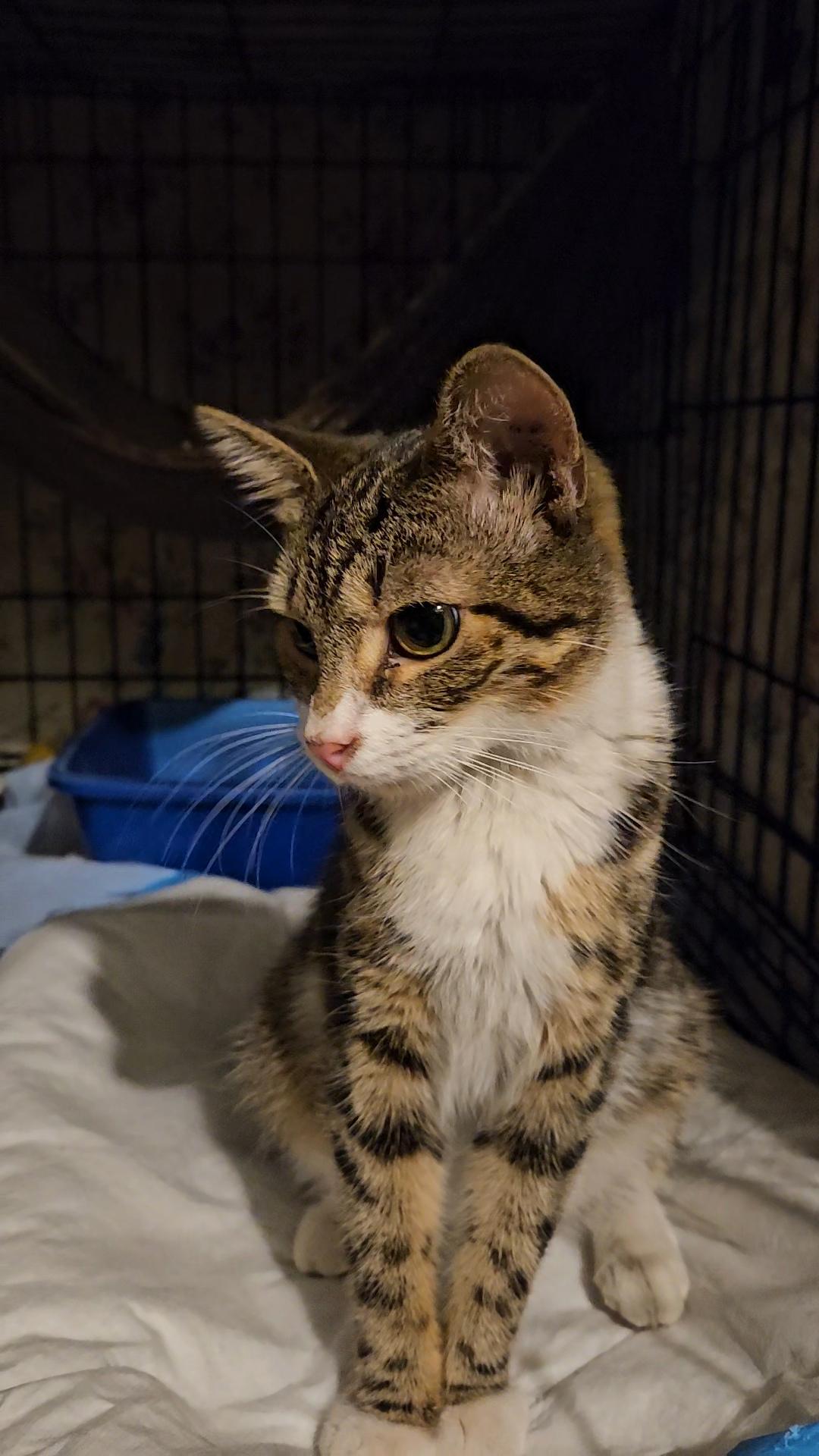Enlarge Kira N. — A Gentle Love Bug, an adopted American Shorthair in New York, NY image 2/6