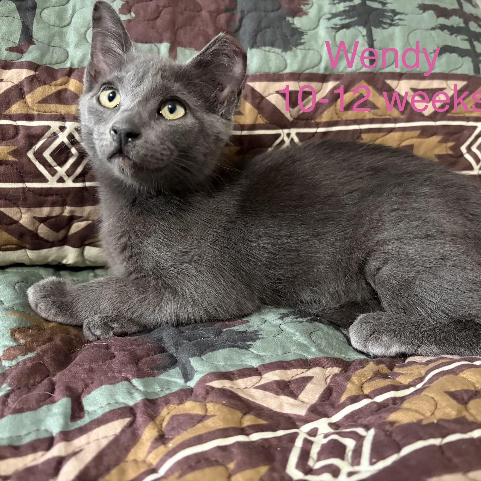 Wendy, ADOPTABLE, Kitten Female Domestic Short Hair.