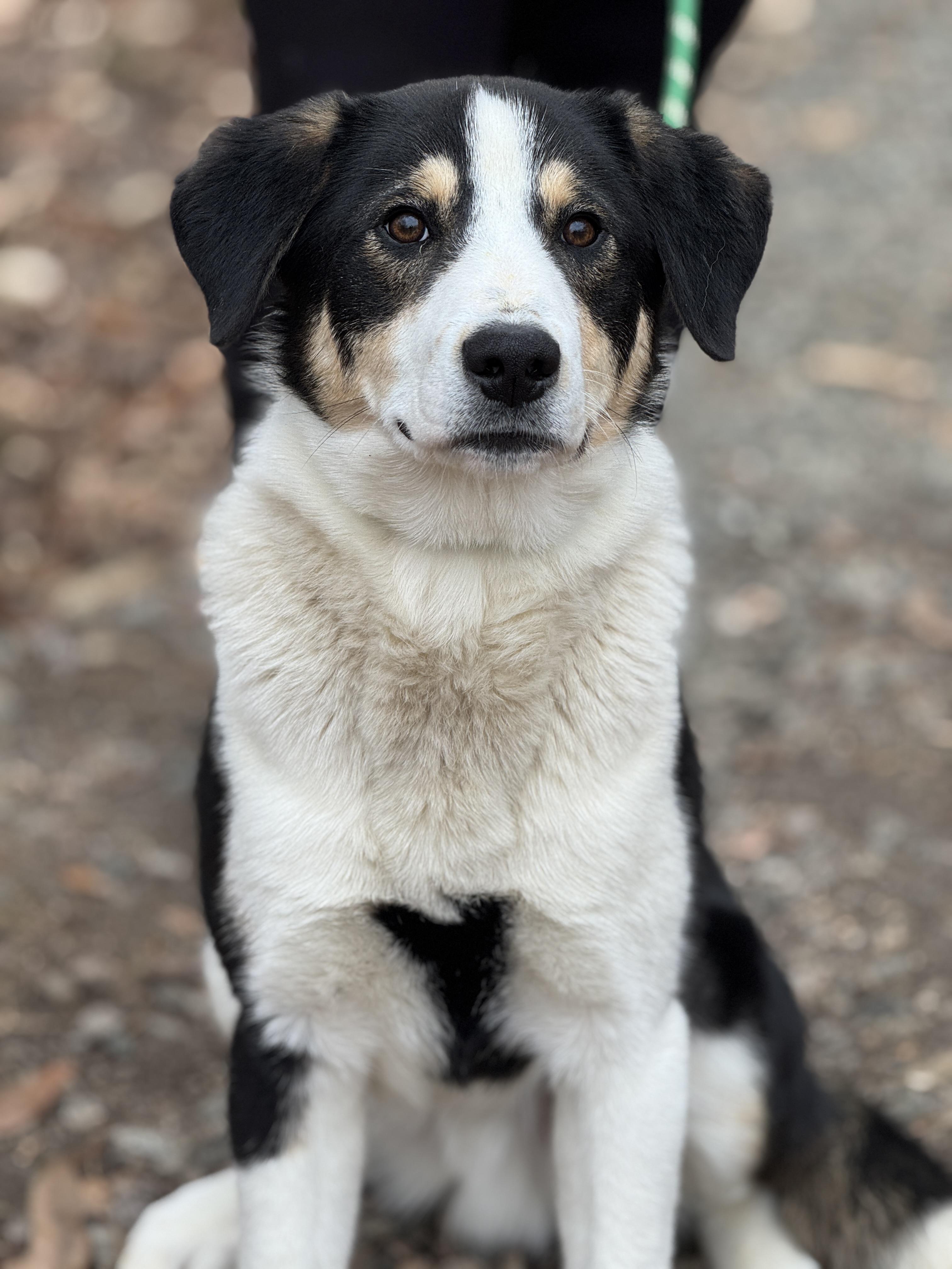 Ralph, adoptable, Young Male Collie.