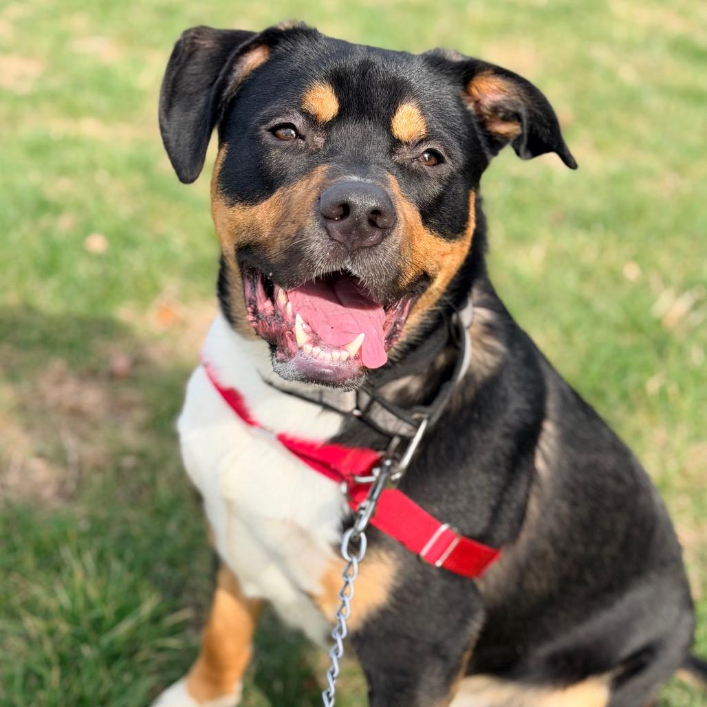 Enlarge Loki, a Adoptable mixed breed in Champaign, IL image 2/4